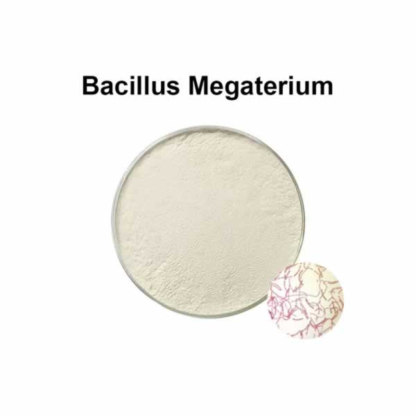 Bacillus megaterium es un probiótico para la salud animal y para la agricultura.