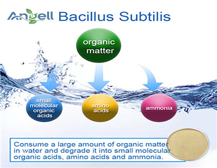 Bacillus Probiotics Bacillus subtilis es un microorganismo para la salud intestinal animal.